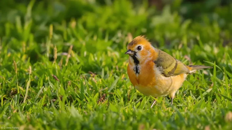Si une huppe fasciée atterrit dans votre jardin, ce que cela révèle sur votre sol et votre avenir